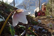 56 Ellebori in fiore alla Chiesetta del San Martino